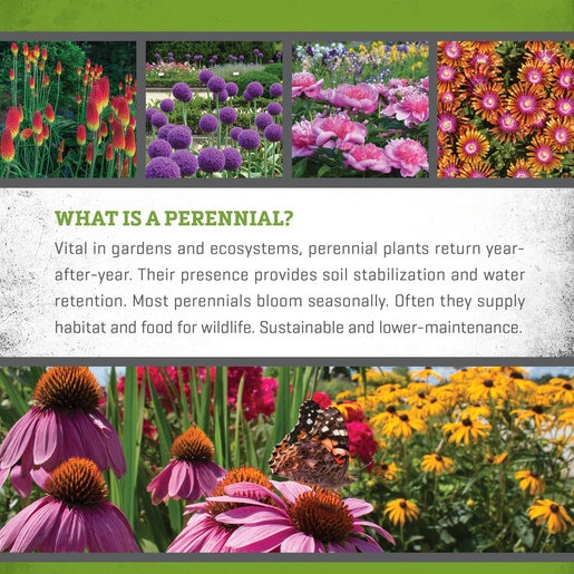 Eryngium Planum Sea Holly | SiteOne US